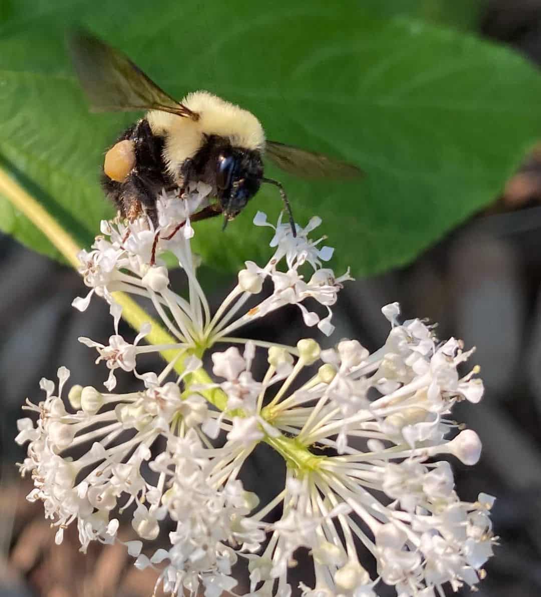 Bees-and-Wasps1