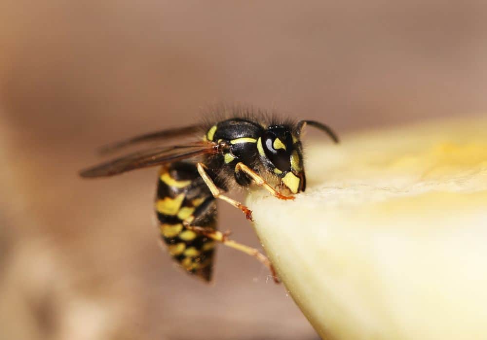 Bees, wasps, hornets, and other 1