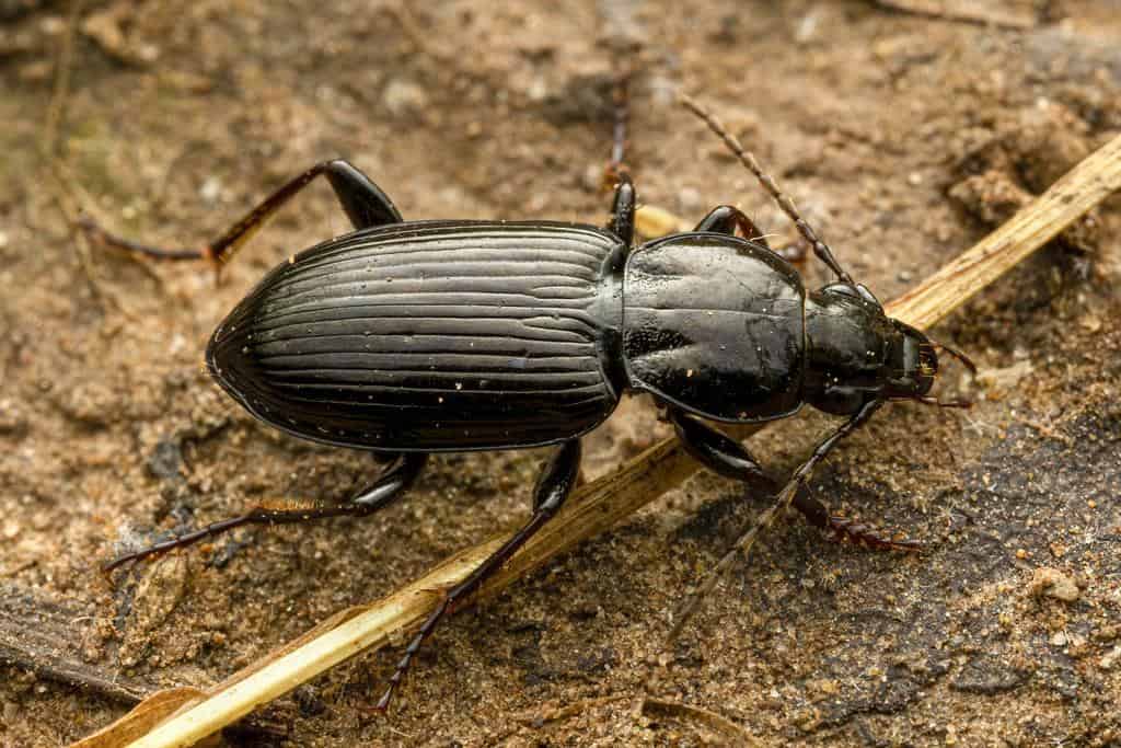 Beetles 1