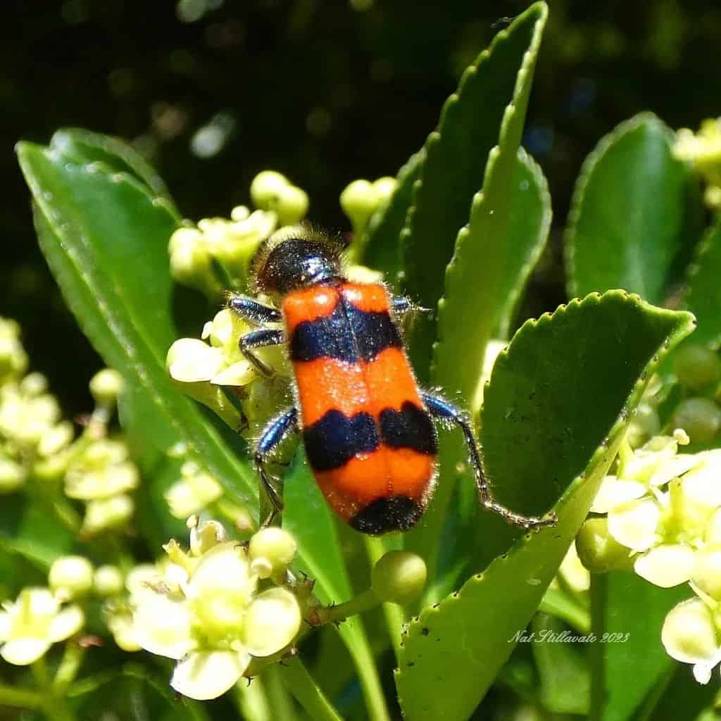 Beetles1