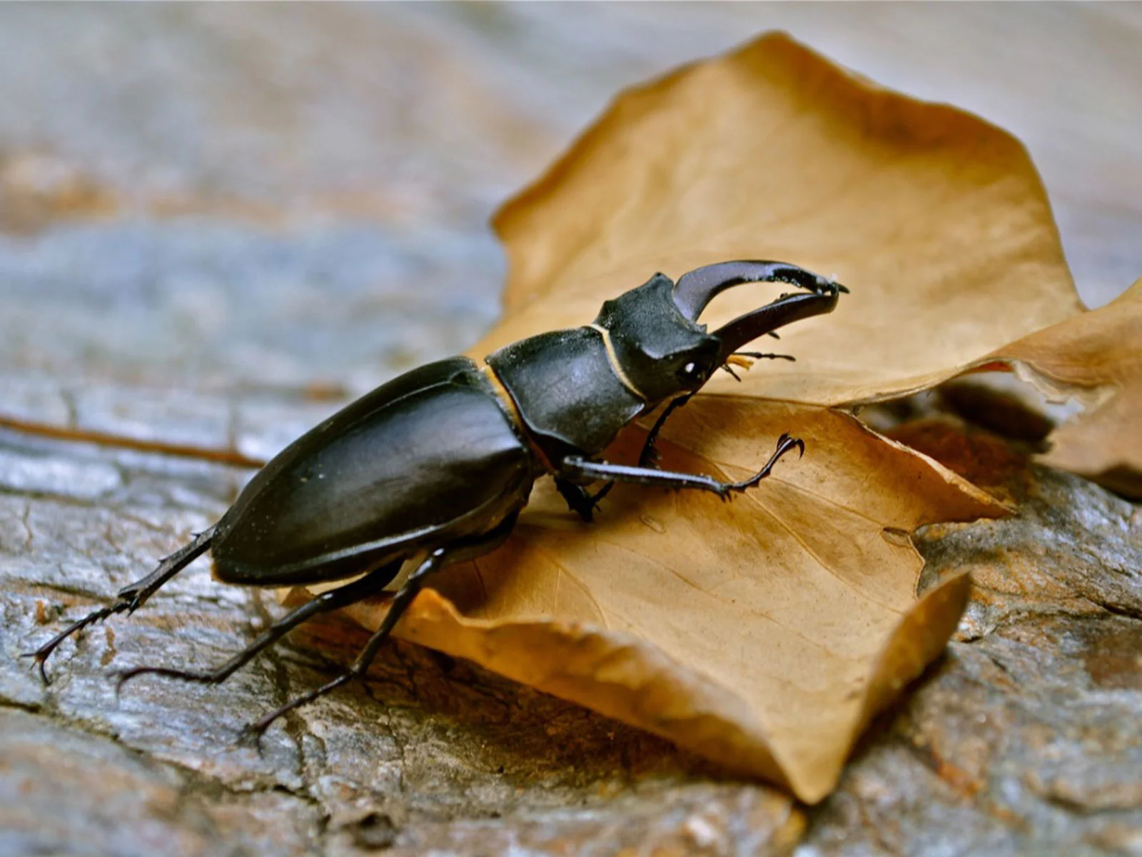 Beetles1