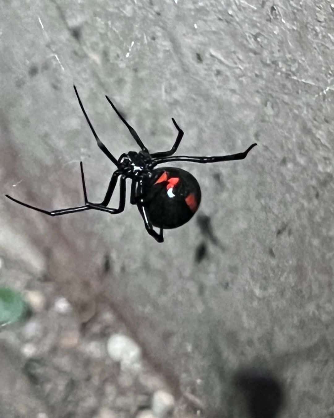 Black Widow Spider 1