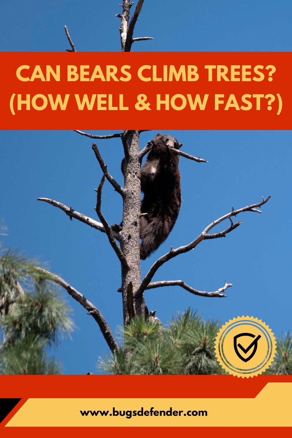 Can Bears Climb Trees? (How Well & How Fast?) pin1