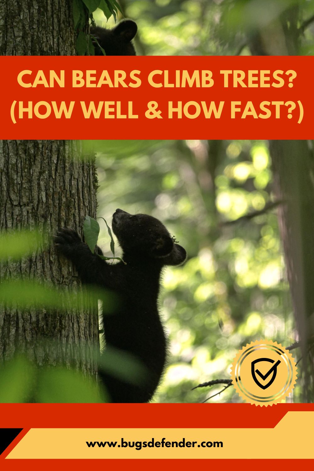 Can Bears Climb Trees? (How Well & How Fast?) pin2