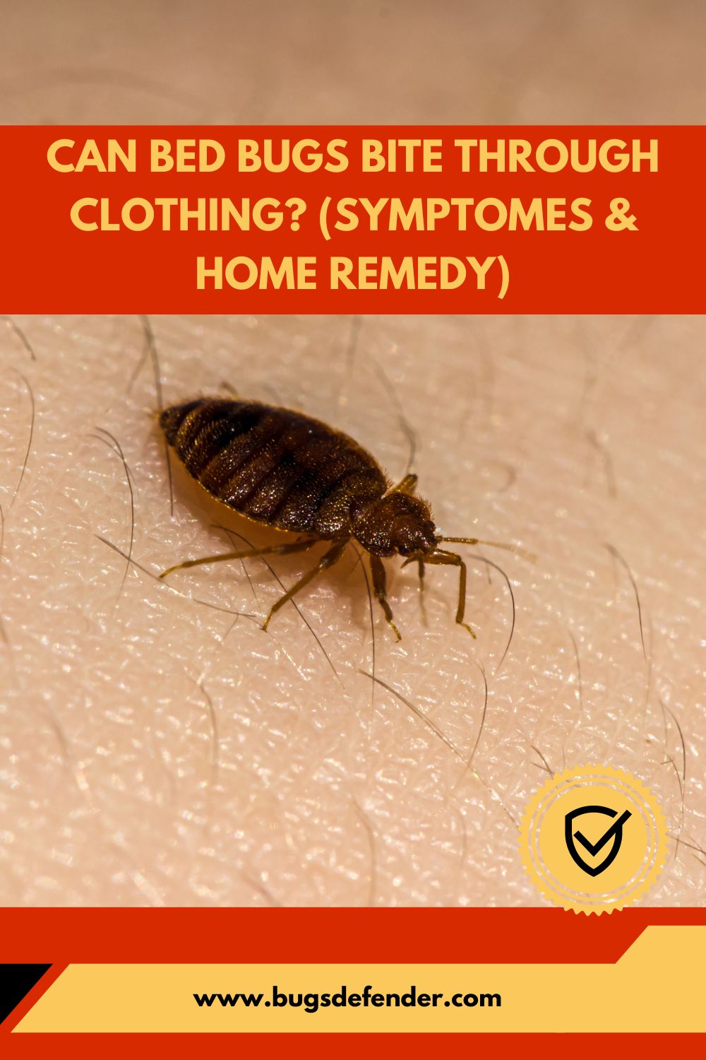 Can Bed Bugs Bite Through Clothing pin2