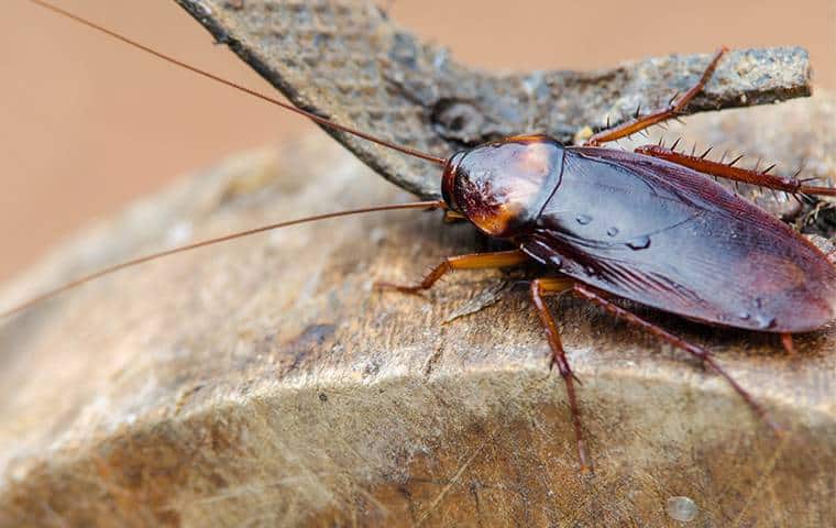 Can Wood Roaches Infest Your Home 1