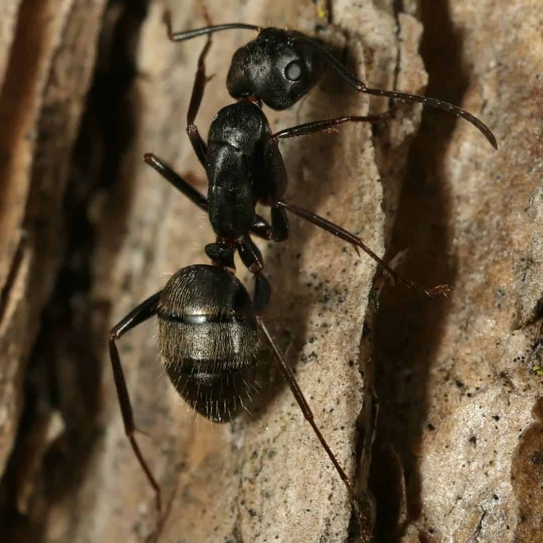 Carpenter Ants 1