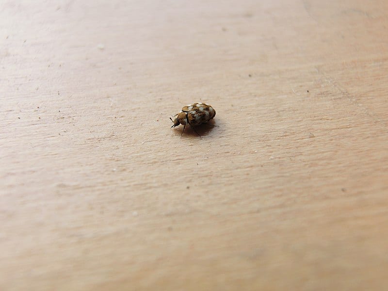 Carpet Beetle 1