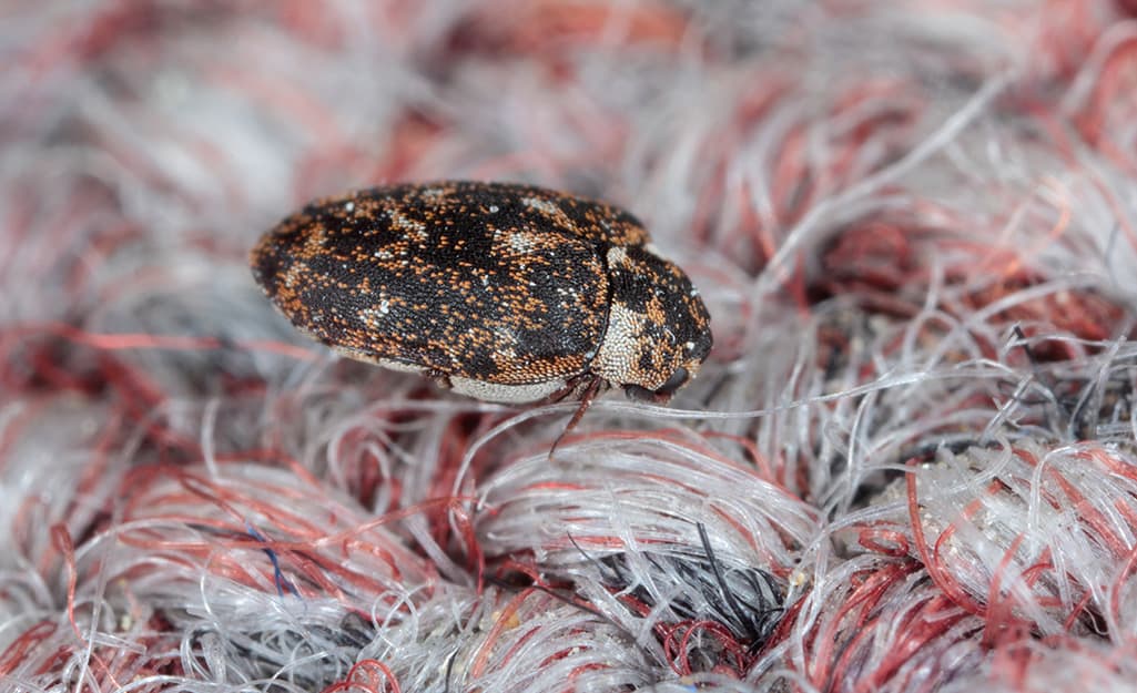 Carpet Beetles 1