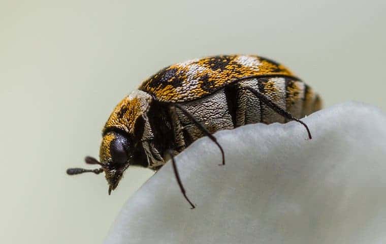 Carpet Beetles 1