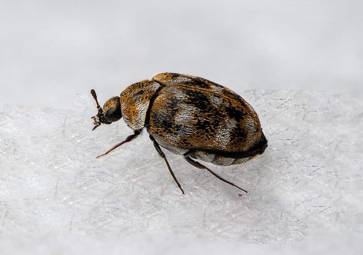 Carpet Beetles 1