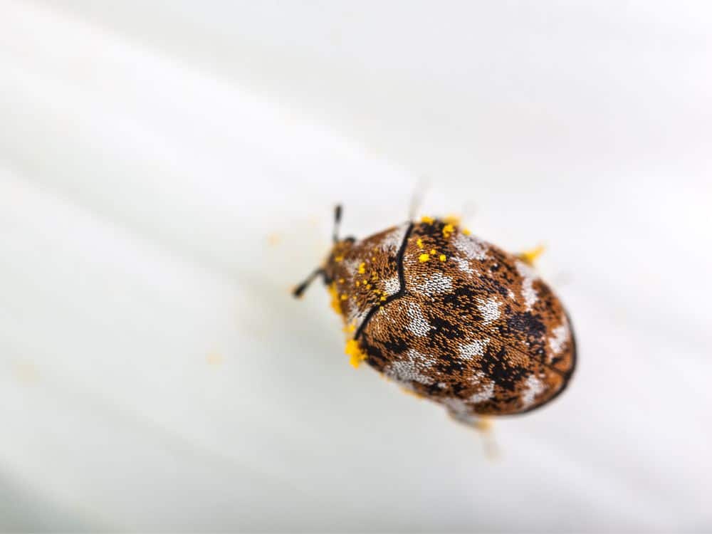 Carpet beetles 1