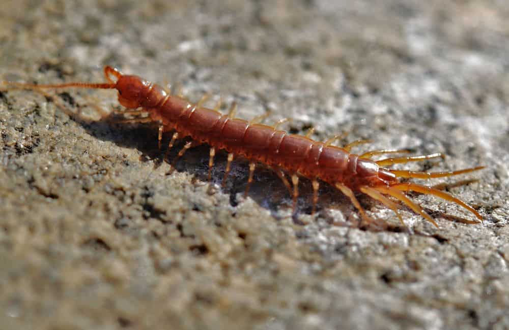 Centipedes 1