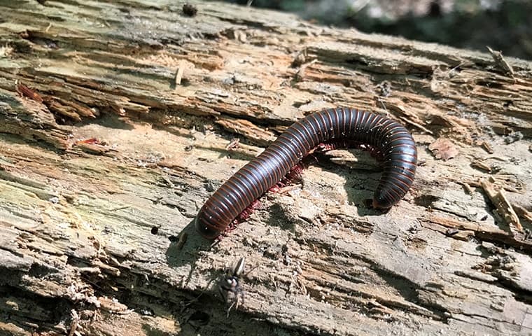 Centipedes And Millipedes1