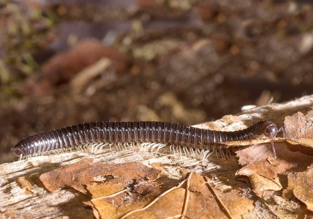 Centipedes and Millipedes 1