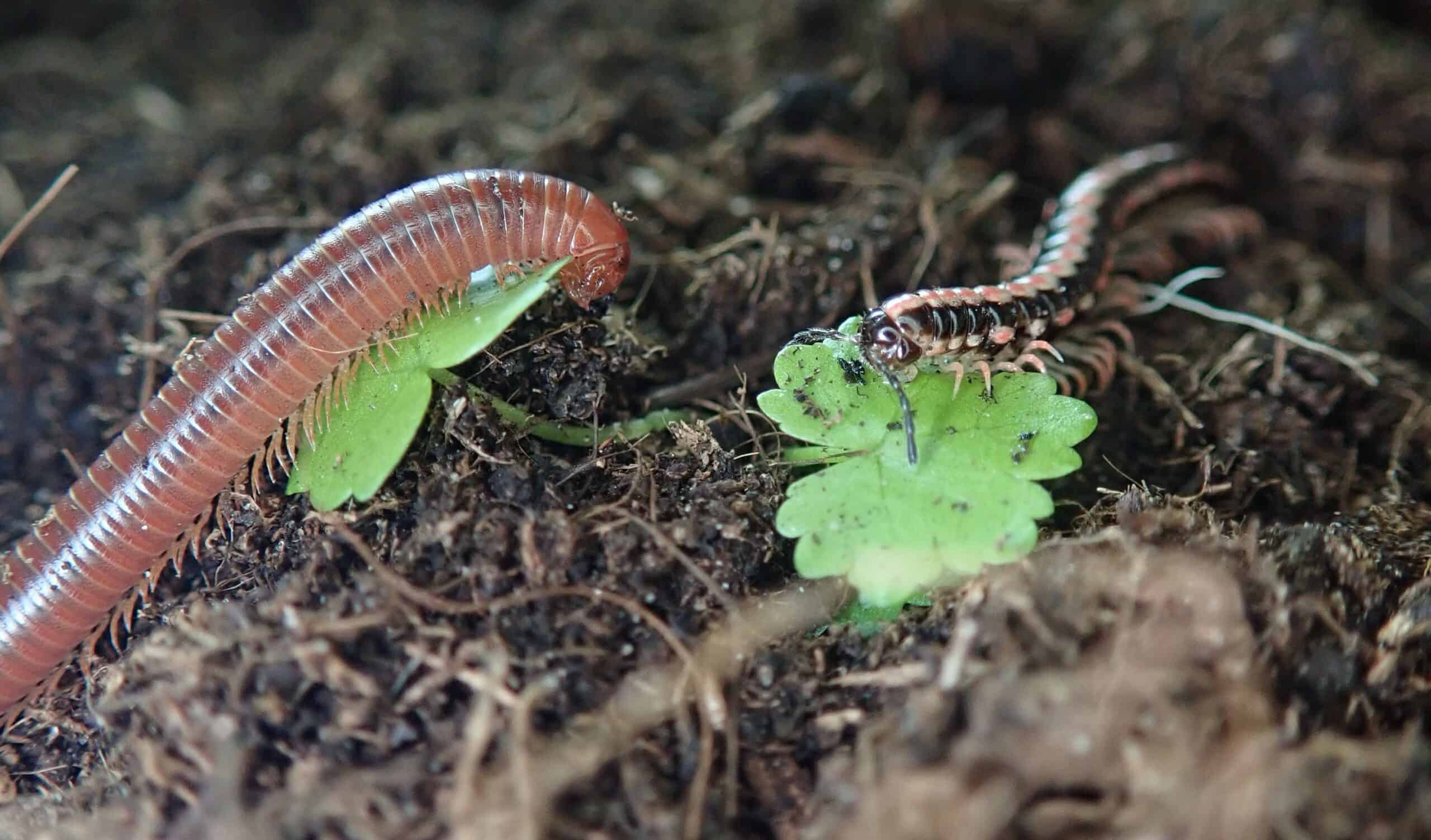 Centipedes-and-Millipedes-scaled1