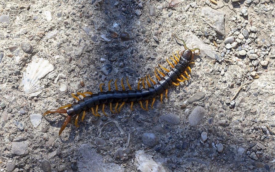 Centipedes1