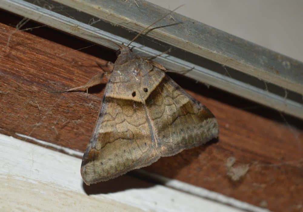 Cleanliness is Key for Moth Infestation Prevention1