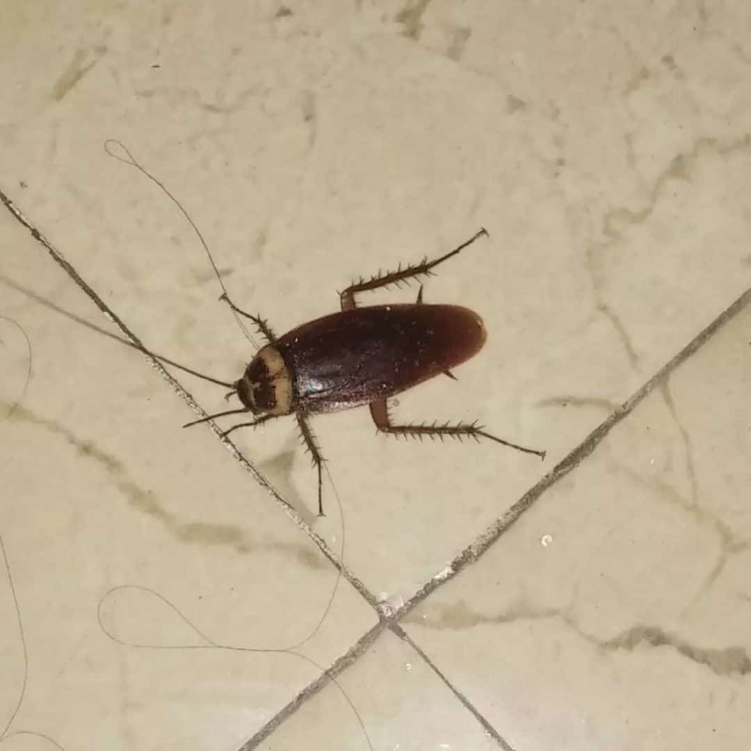 Cockroach1