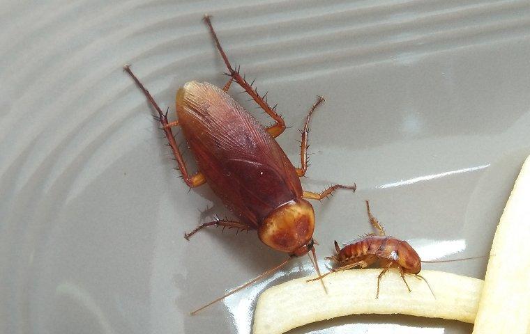 Cockroaches 1