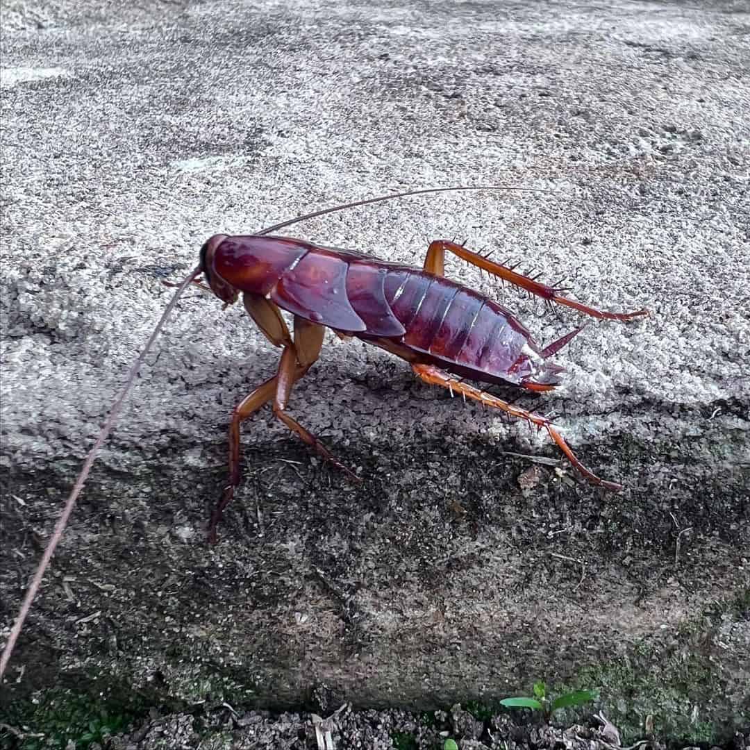 Cockroaches 1