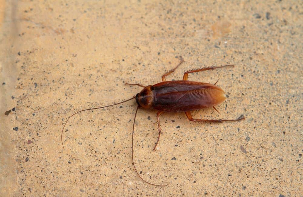 Cockroaches1