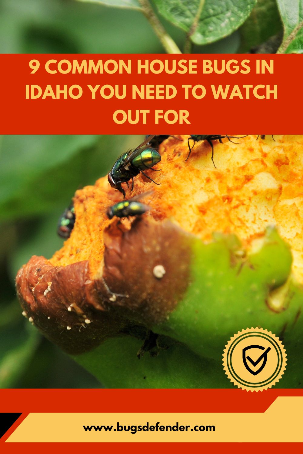 Common House Bugs In Idaho pin1