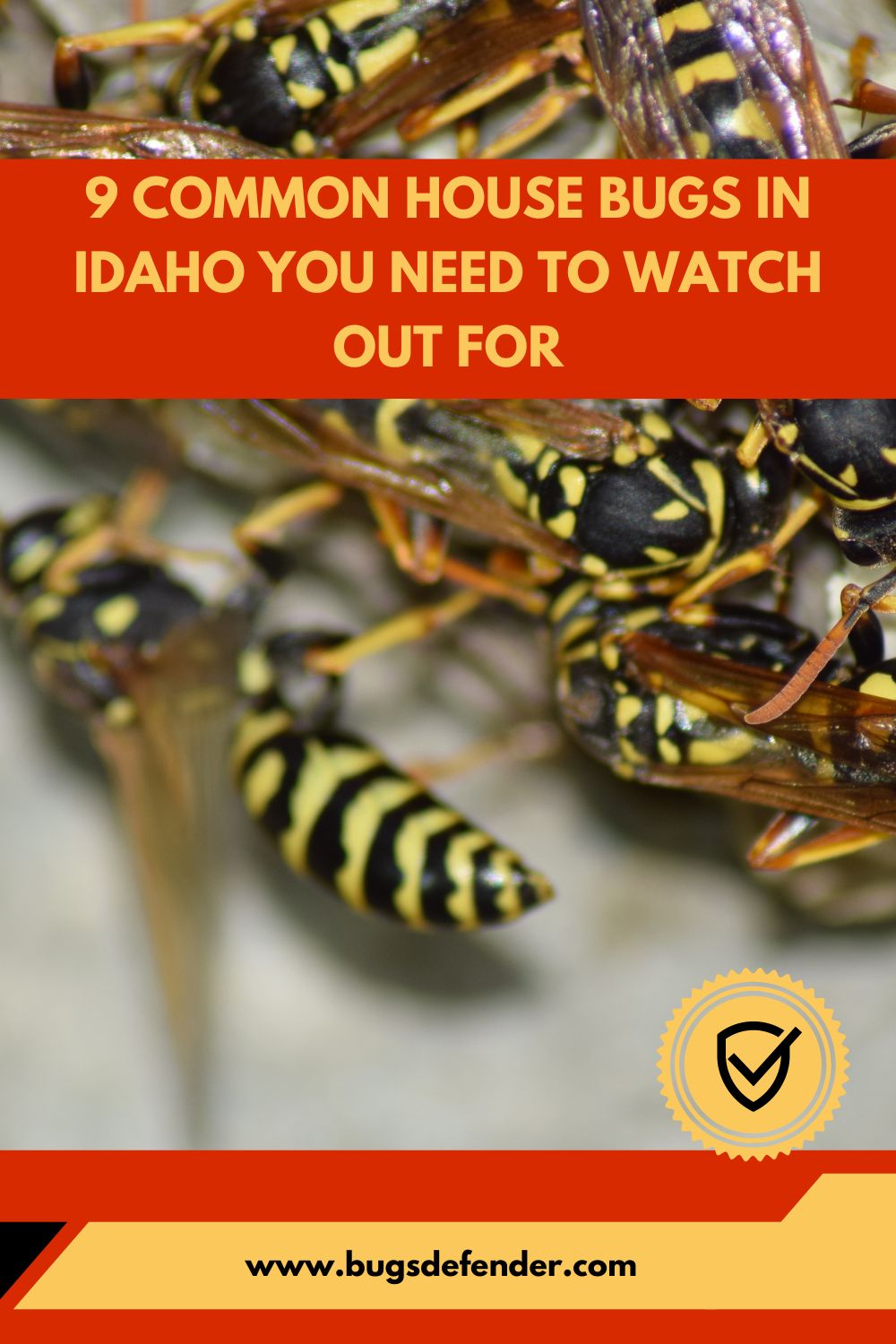 Common House Bugs In Idaho pin2