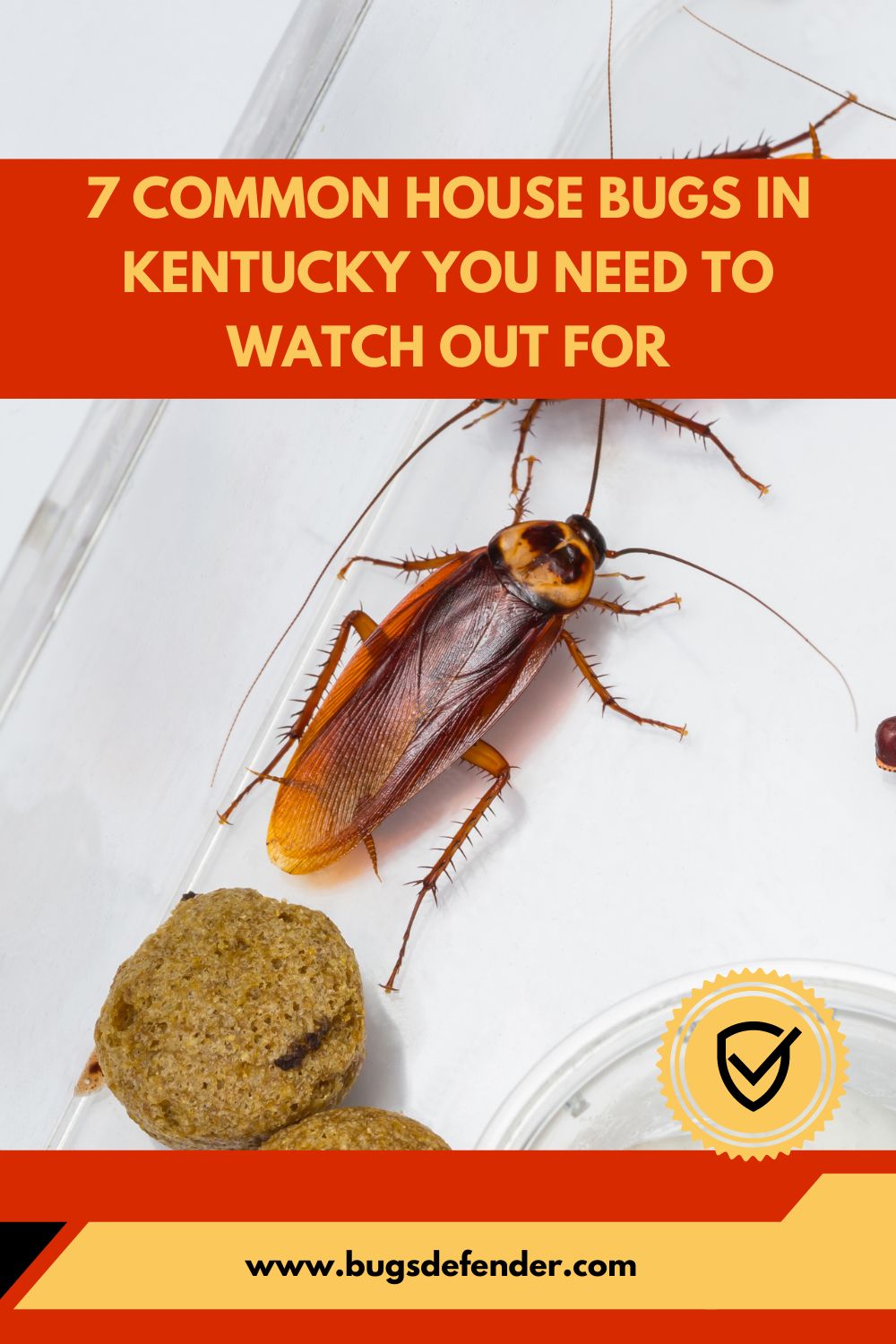 Common House Bugs In Kentucky pin2