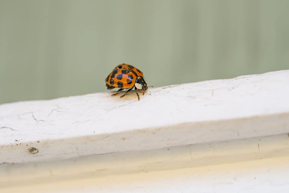 Common House Bugs In Massachusetts
