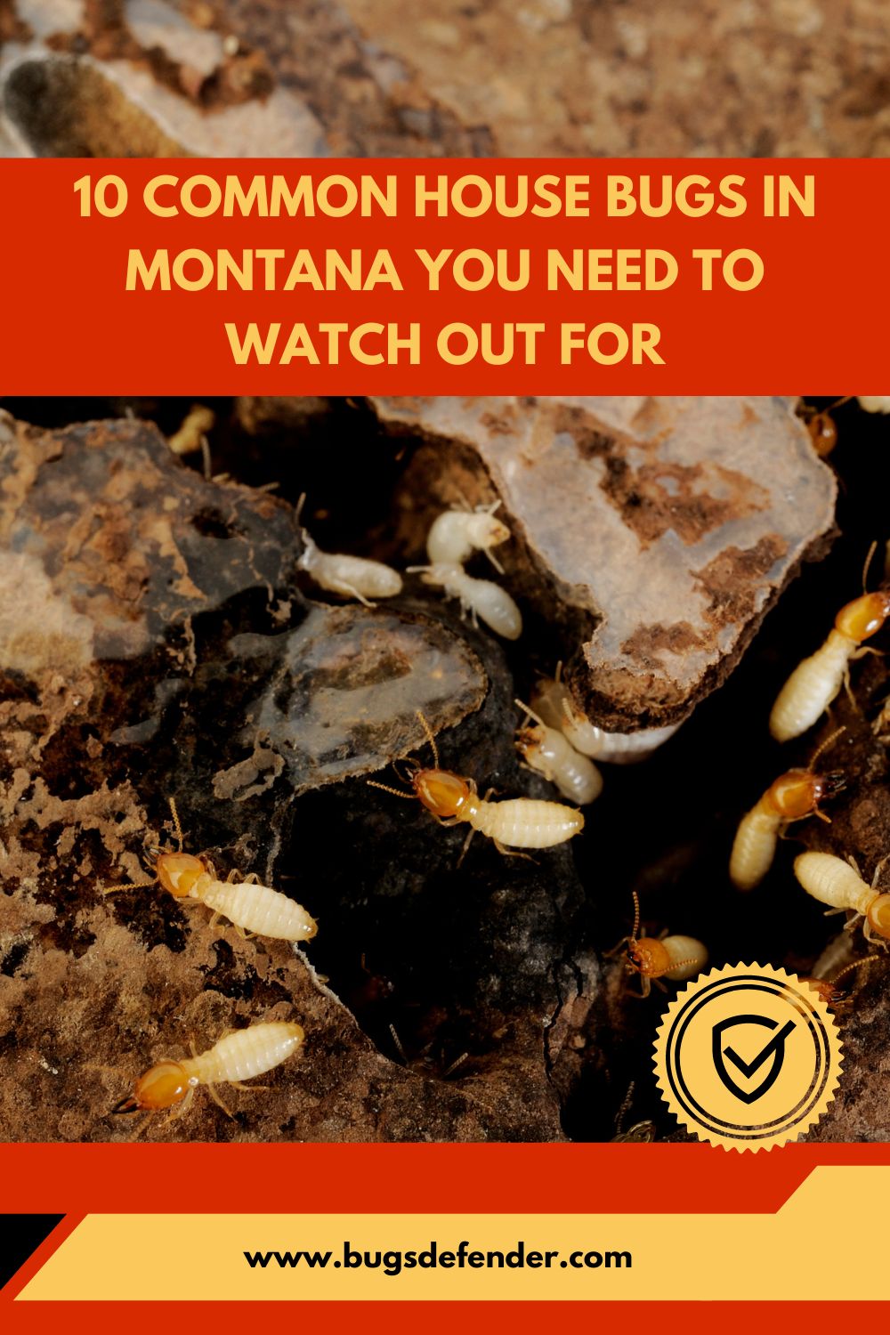 Common House Bugs In Montana pin2