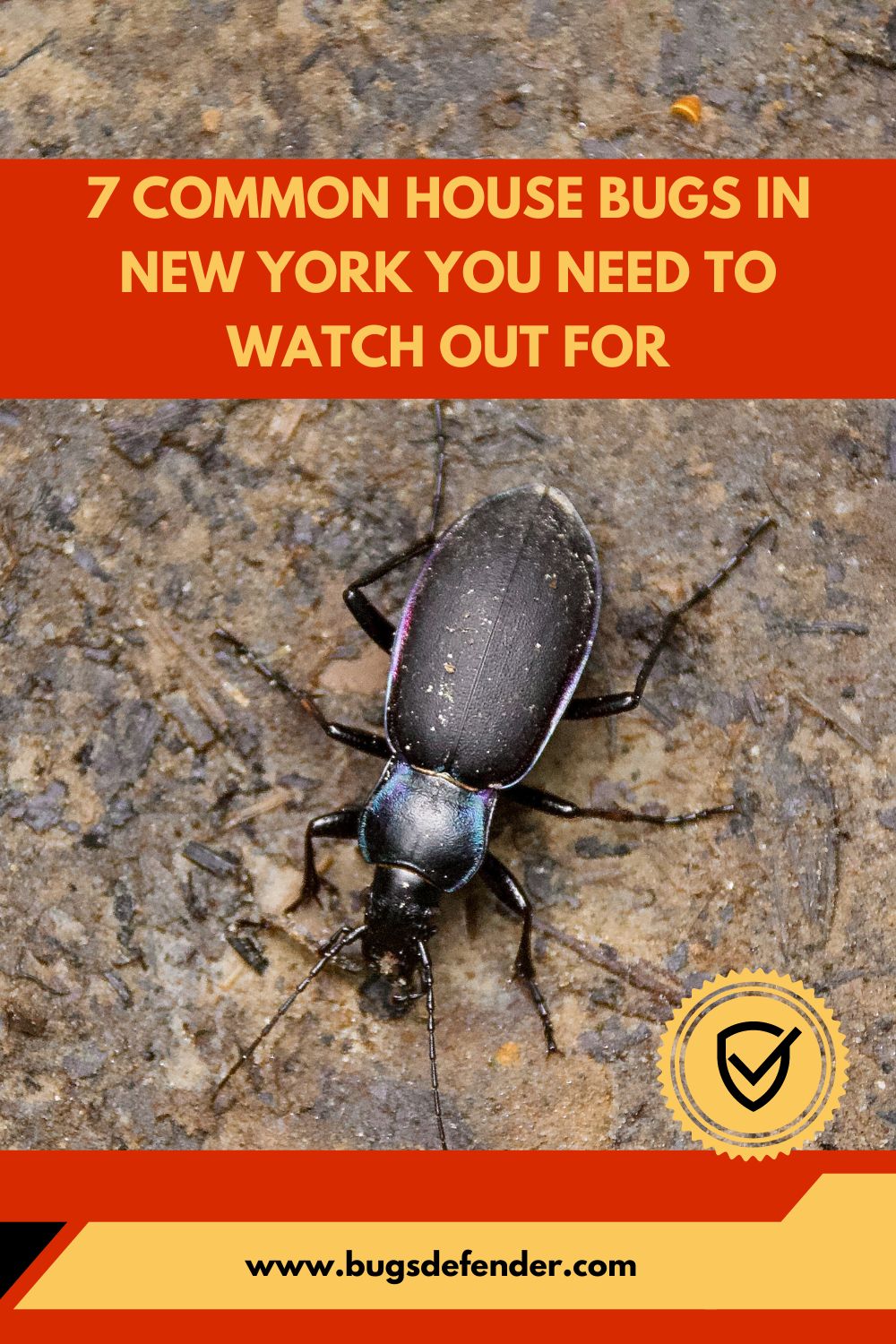Common House Bugs In New York pin1