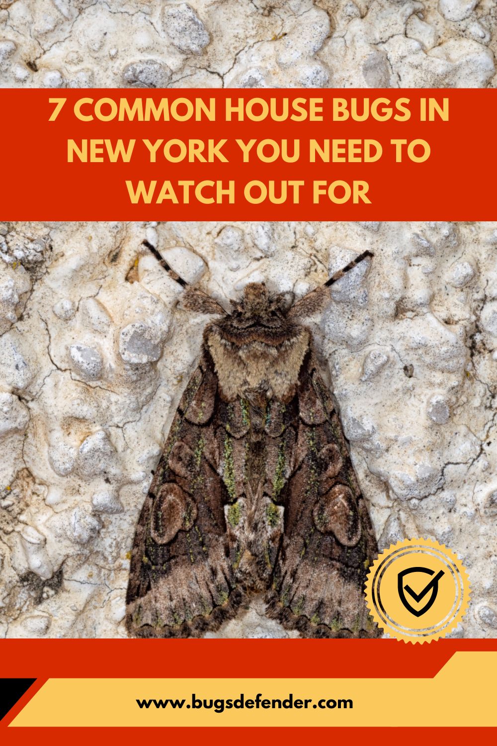 Common House Bugs In New York pin1