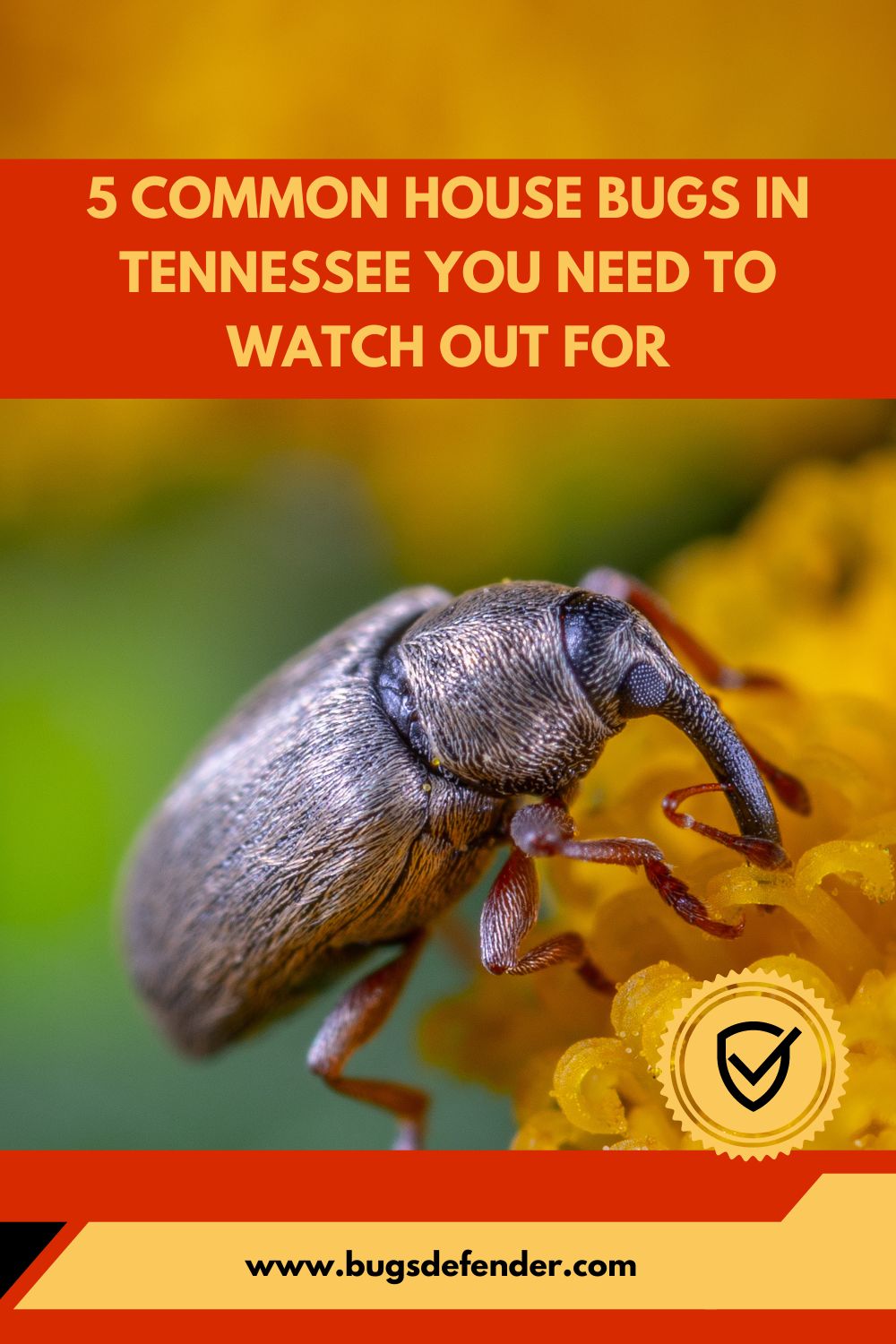 Common House Bugs in Tennessee pin1