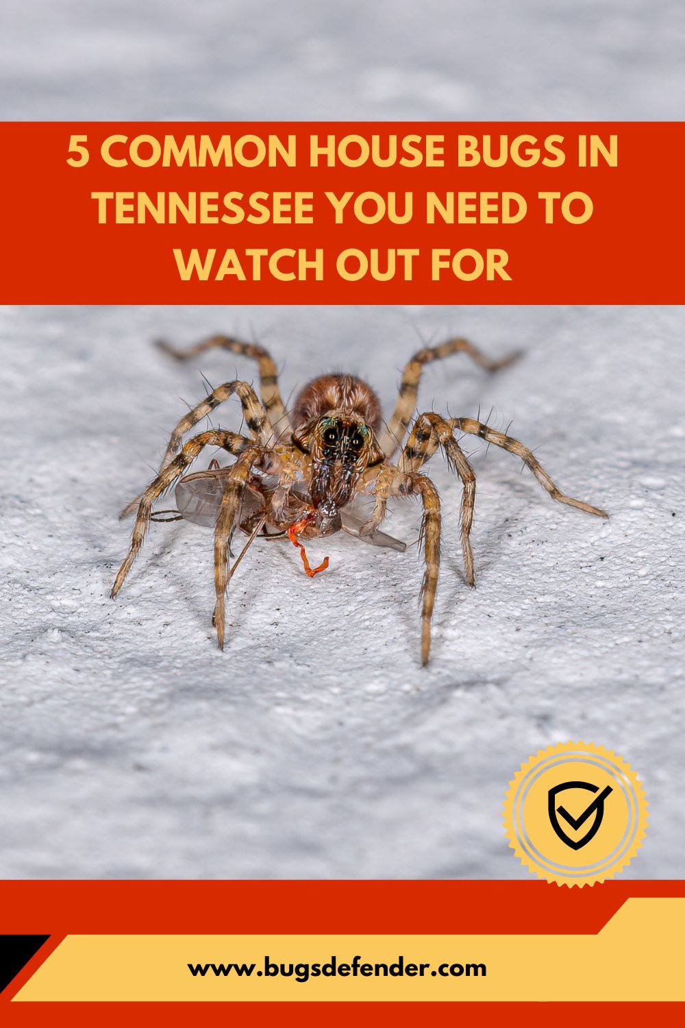 Common House Bugs in Tennessee pin2