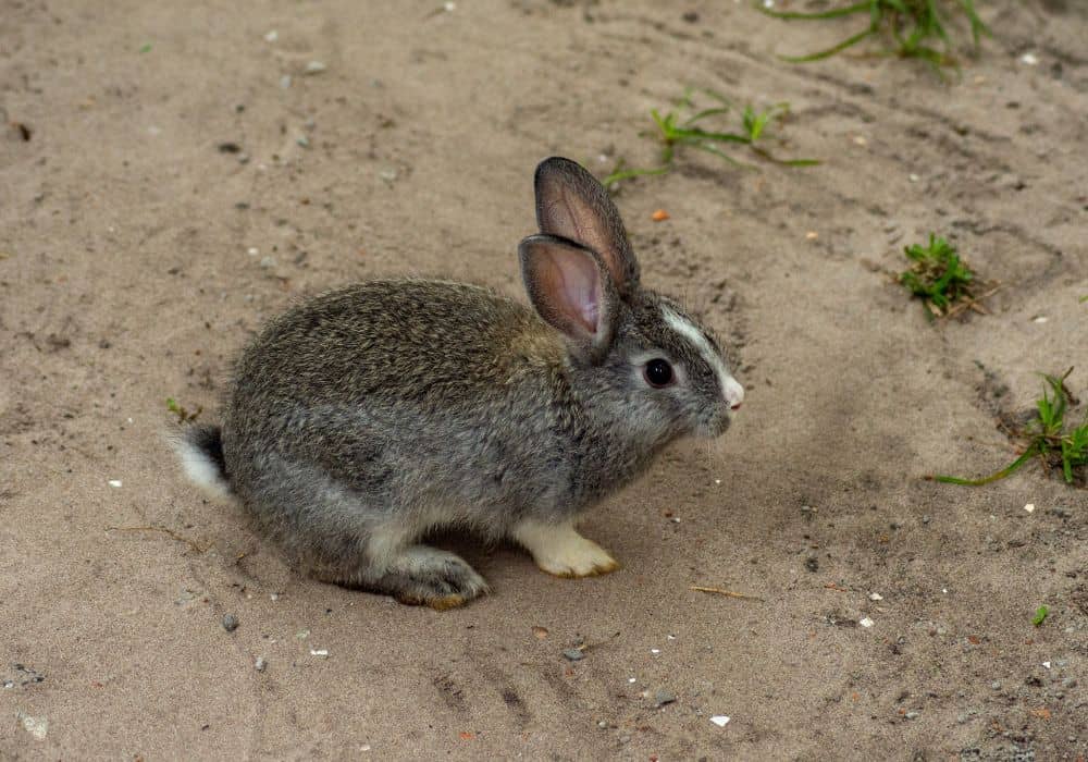 Create a rabbit repellent and use it throughout your yard.1