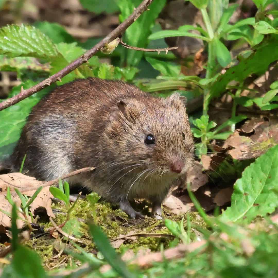 Deter-them-with-natural-vole-repellents1