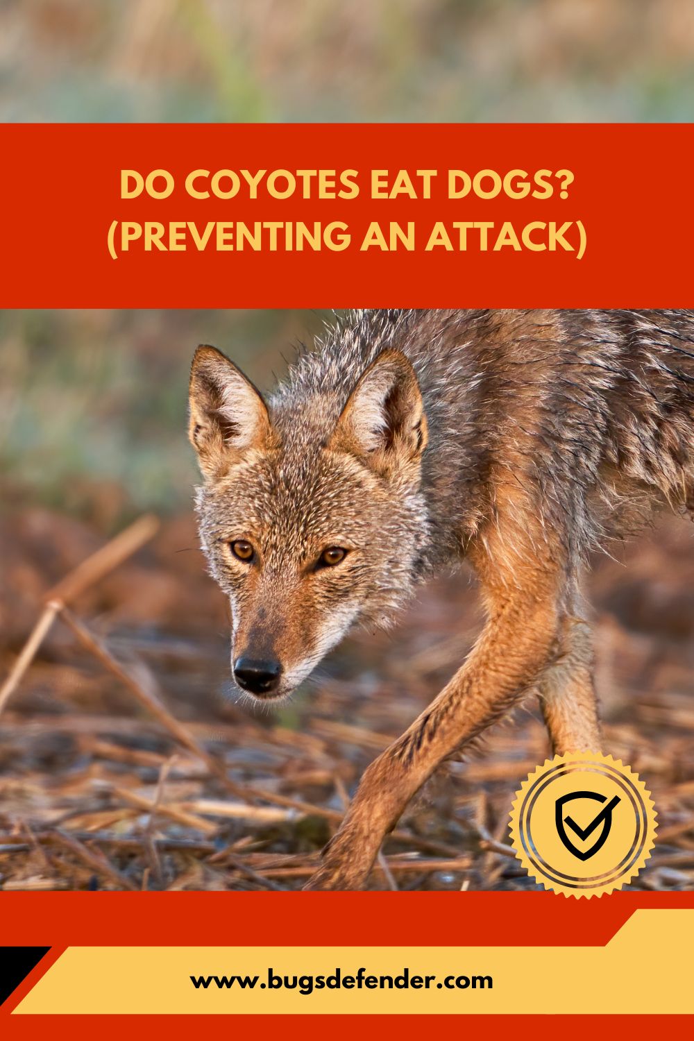 Do Coyotes Eat Dogs (Preventing An Attack) pin1