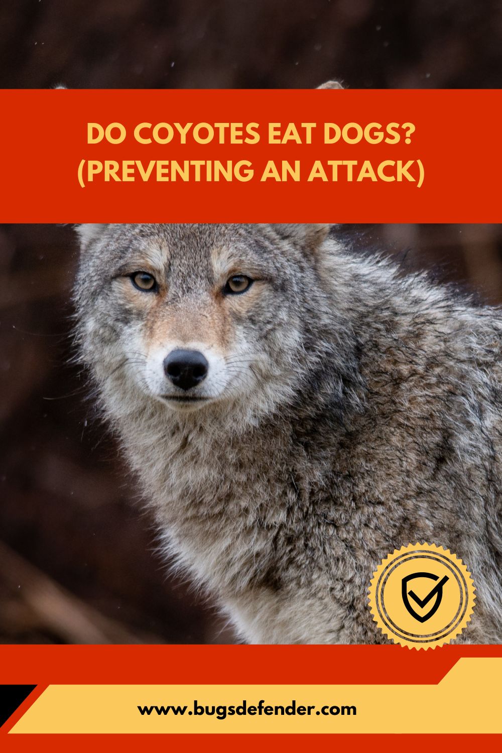 Do Coyotes Eat Dogs (Preventing An Attack) pin2