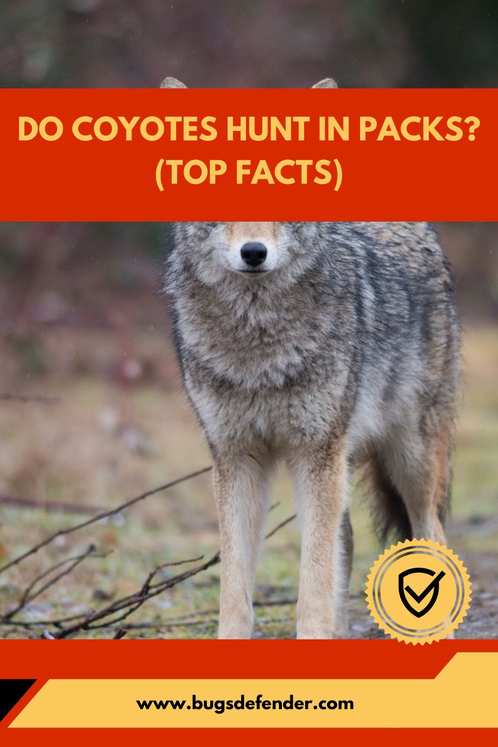 Do Coyotes Hunt in Packs (Top Facts) pin1