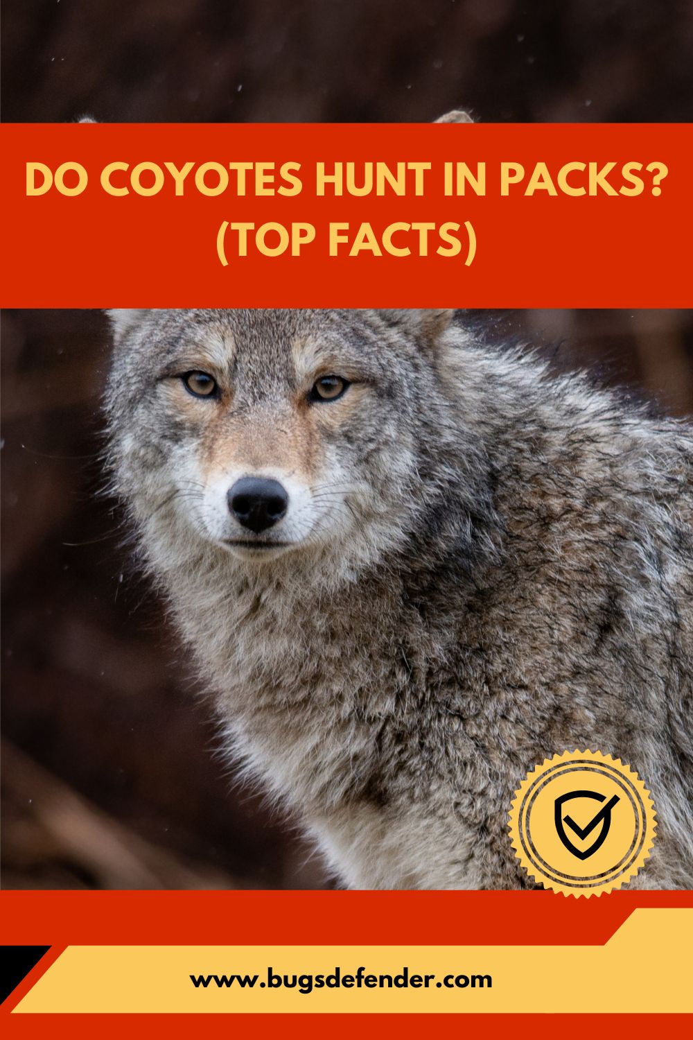 Do Coyotes Hunt in Packs (Top Facts) pin2