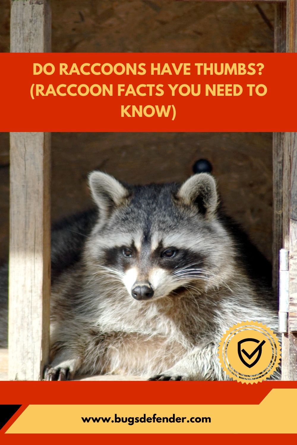 Do Raccoons Have Thumbs (Raccoon Facts You Need To Know) pin1