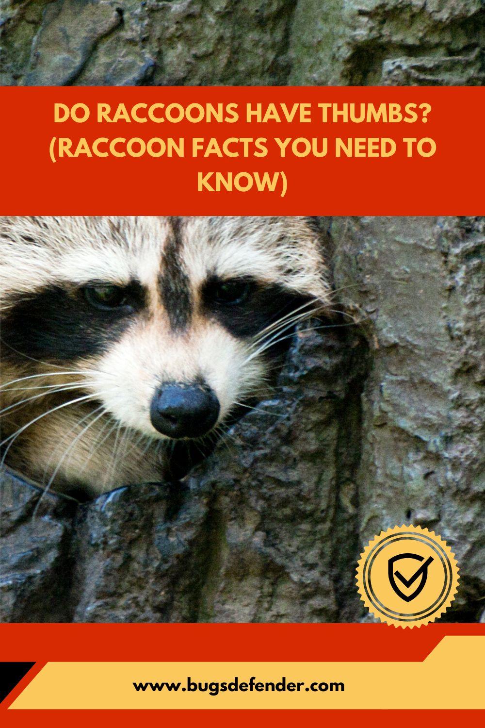 Do Raccoons Have Thumbs (Raccoon Facts You Need To Know) pin2