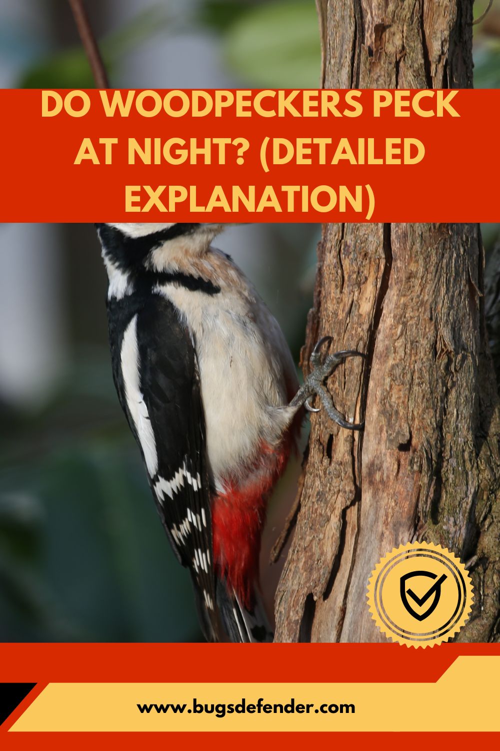 Do Woodpeckers Peck At Night? (Detailed Explanation) pin 1