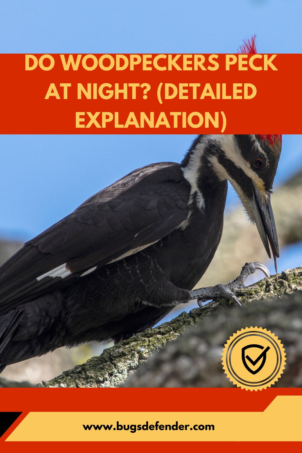 Do Woodpeckers Peck At Night? (Detailed Explanation) pin 2