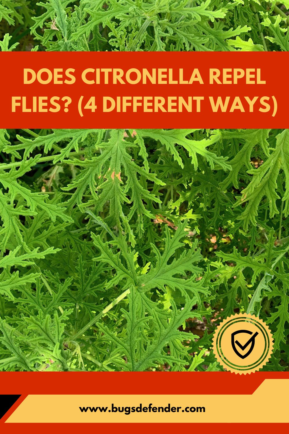 Does Citronella Repel Flies? (4 Different Ways) pin2