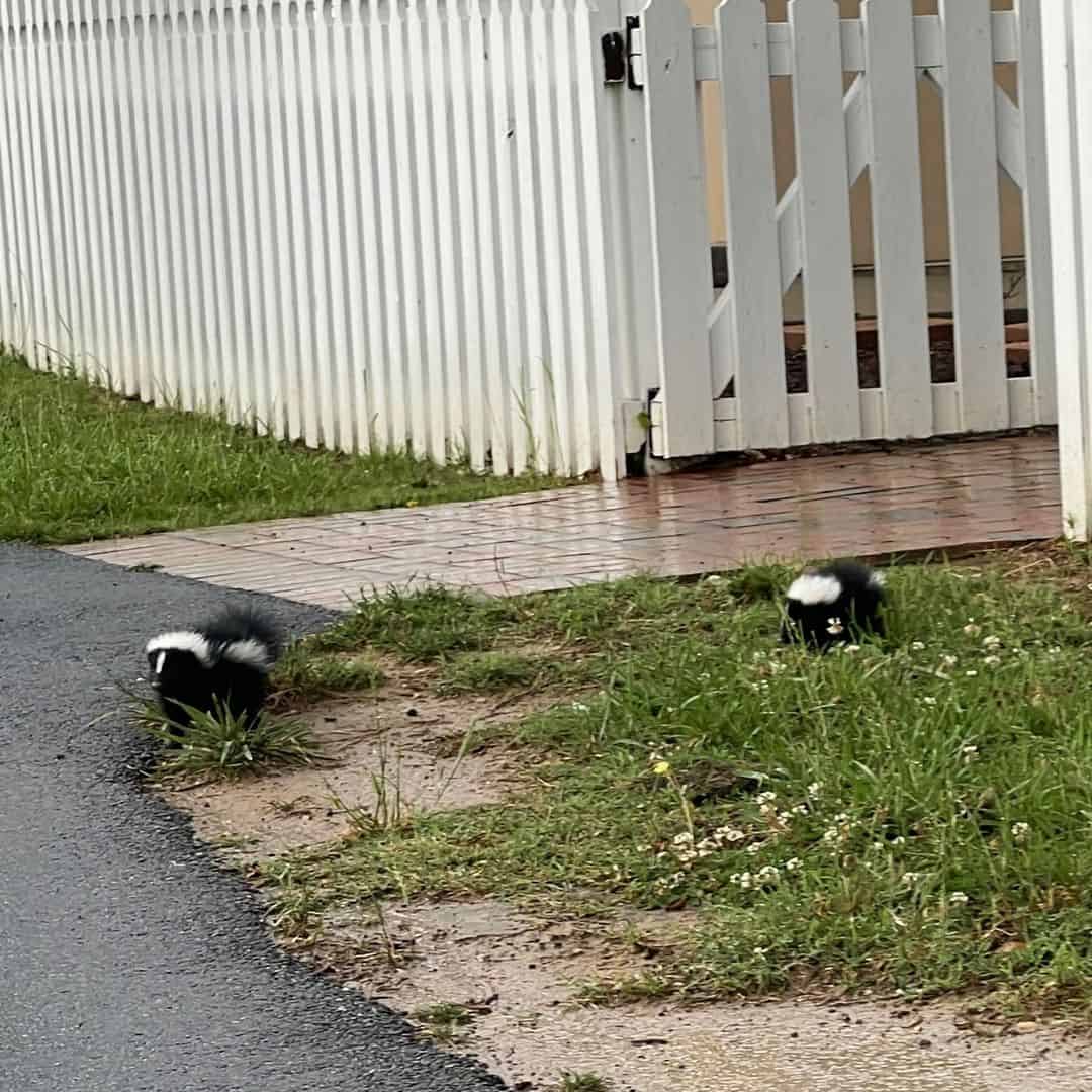 Effective-Ways-to-Repel-Skunk-from-Your-Home1