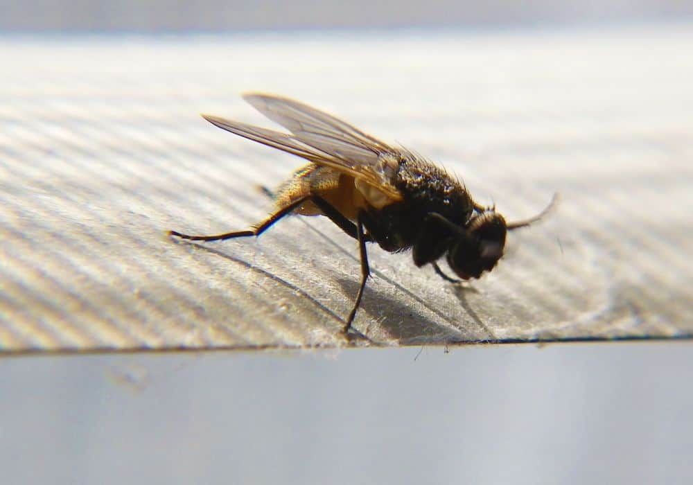 Flies 1