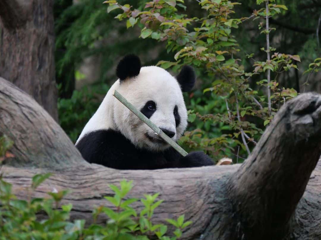 Giant Panda1