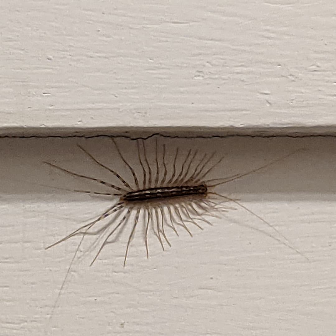 House Centipedes 1